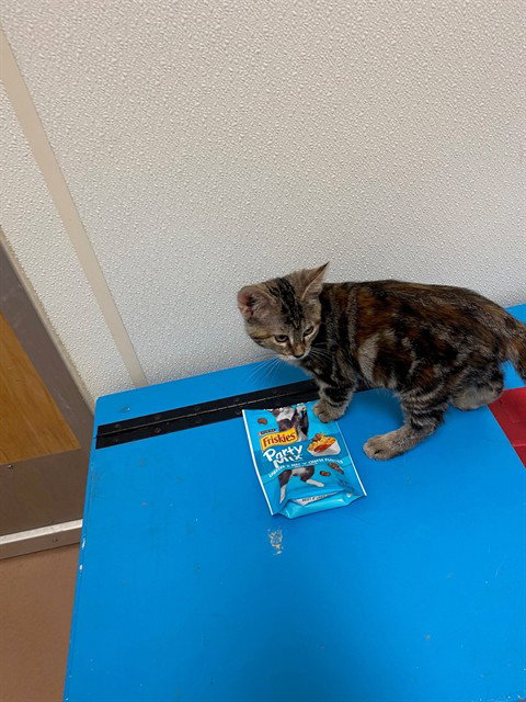 Peanut