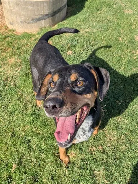 Snoopy - Treeing Walker Coonhound