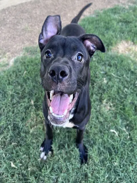 Unknown - Pit Bull Terrier