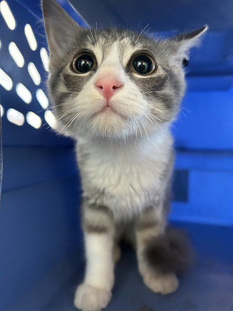 Delilah