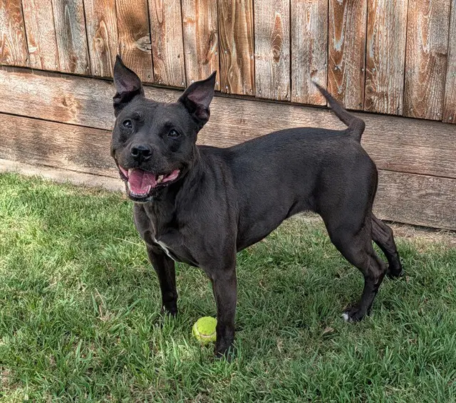 Harley - Staffordshire Bull Terrier