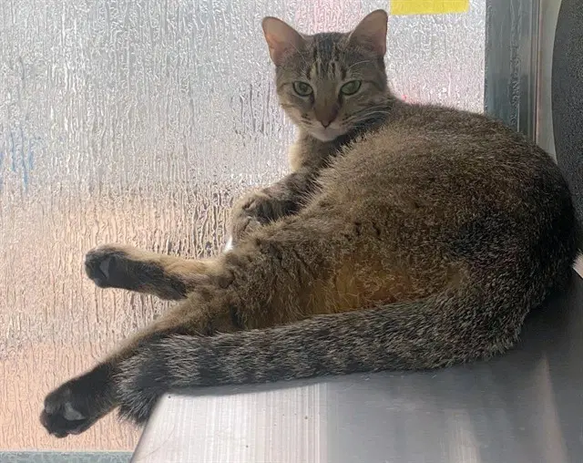 Pickles - Domestic Short Hair