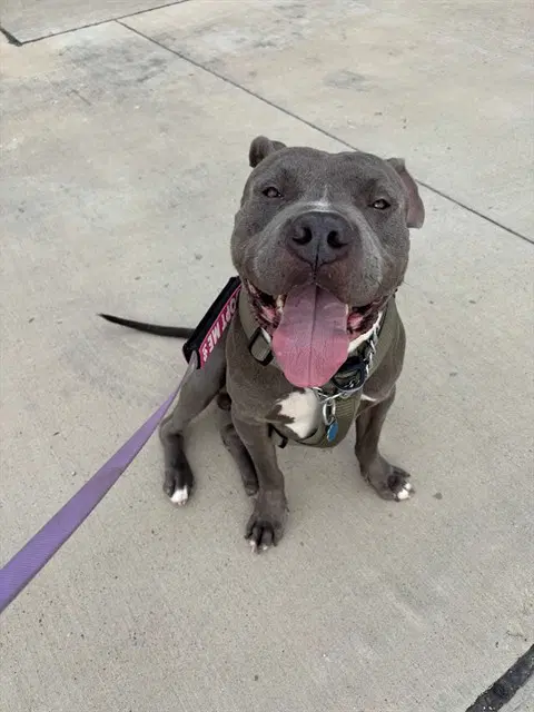Goalie - Pit Bull Terrier