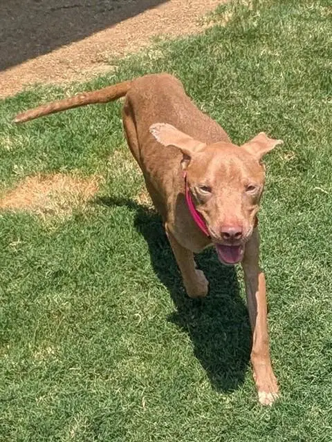 Birdie - Pit Bull Terrier