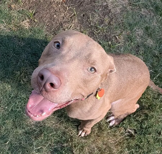 Birdie - Pit Bull Terrier