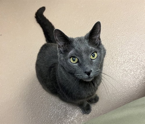 picture of the cat needing adoption