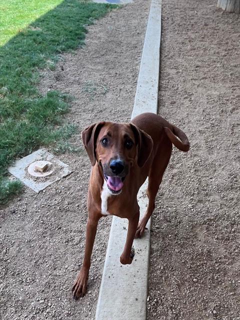 picture of the dog needing adoption