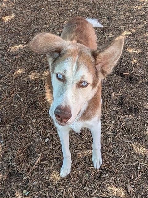 picture of the dog needing adoption