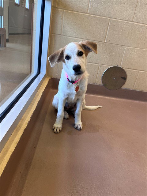 picture of the dog needing adoption
