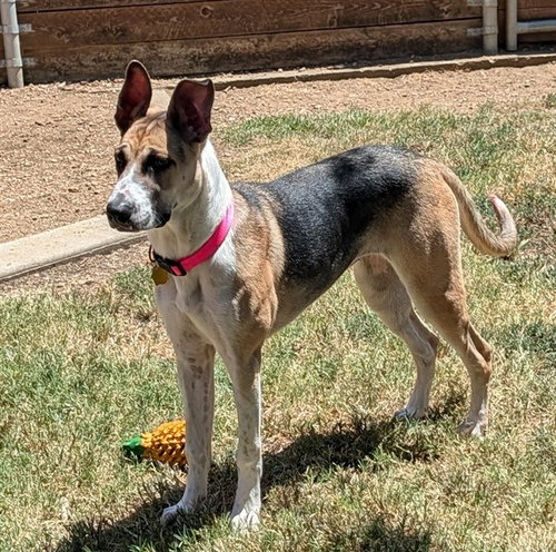 picture of the dog needing adoption