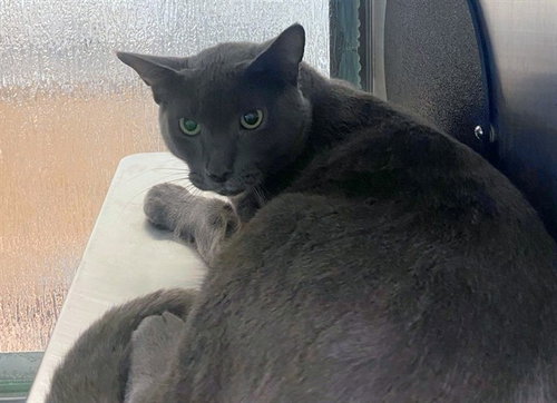 picture of the cat needing adoption