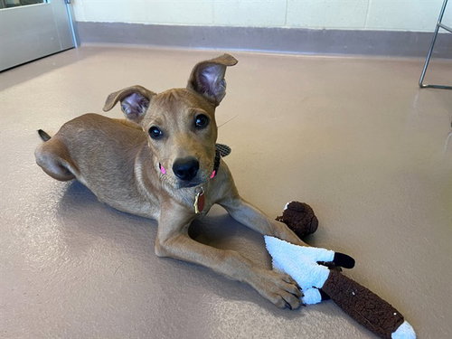 picture of the dog needing adoption