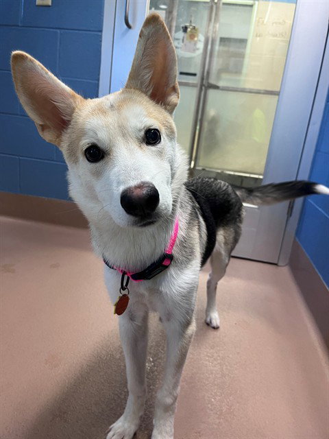 picture of the dog needing adoption