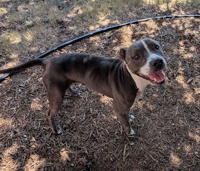 Steel - Staffordshire Bull Terrier