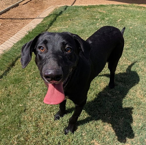 picture of the dog needing adoption