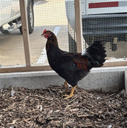 CLUCKY, a poultry for adoption from Plano Animal Shelter