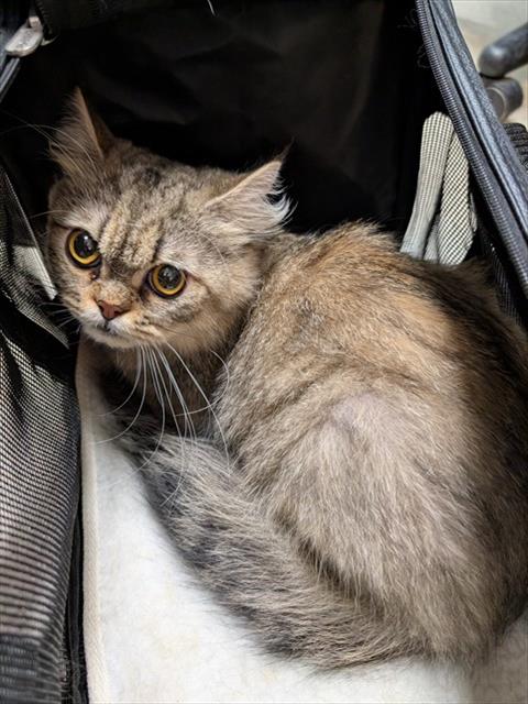 picture of the cat needing adoption