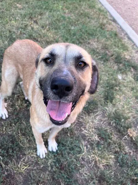 Farah - Anatolian Shepherd