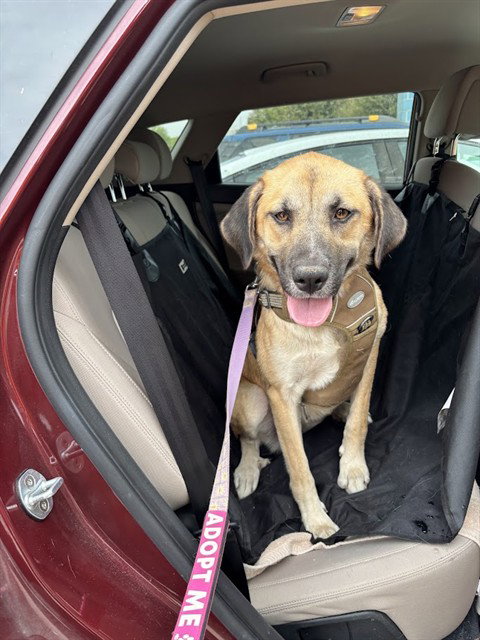 FARAH, a dog for adoption from Plano Animal Shelter