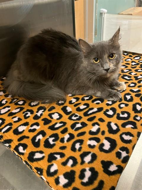 picture of the cat needing adoption