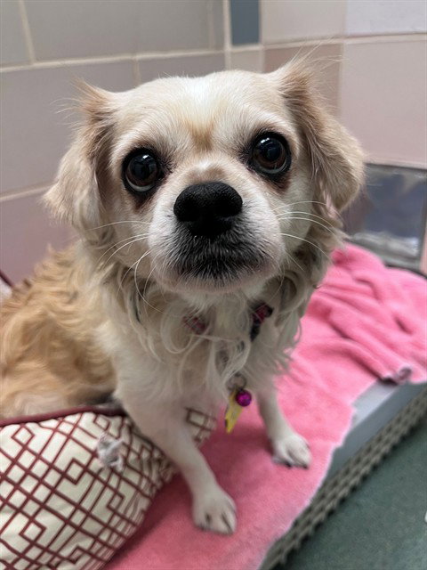 picture of the dog needing adoption