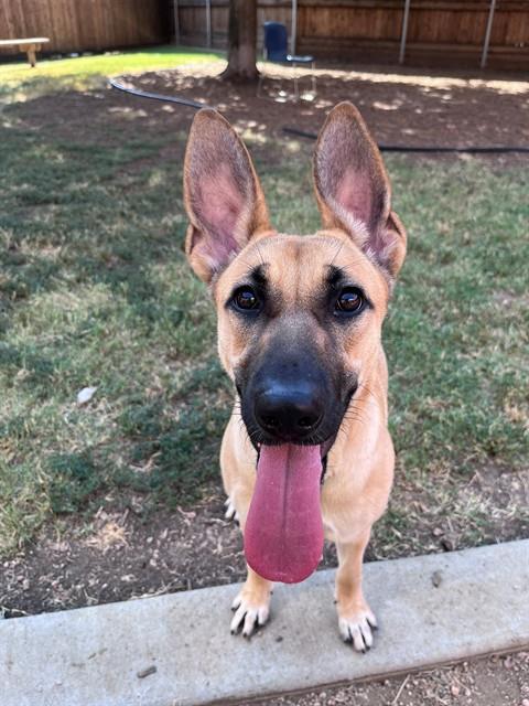 picture of the dog needing adoption
