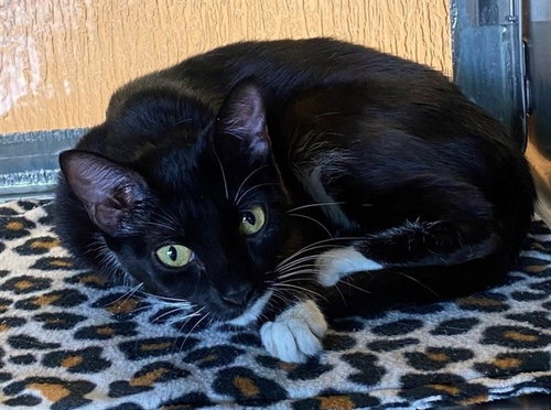 picture of the cat needing adoption