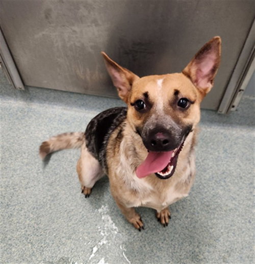 picture of the dog needing adoption