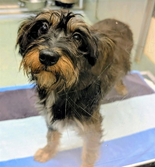 picture of the dog needing adoption