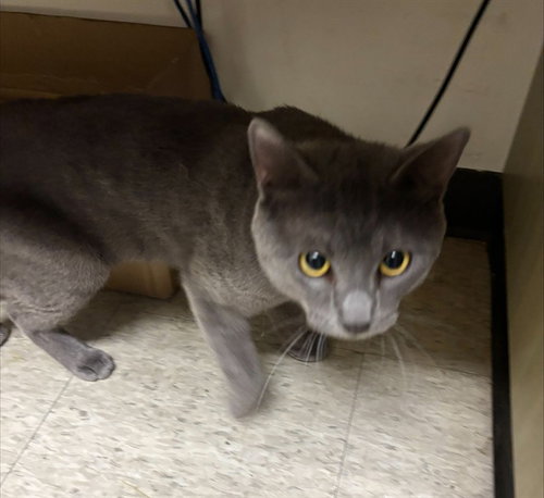 picture of the cat needing adoption