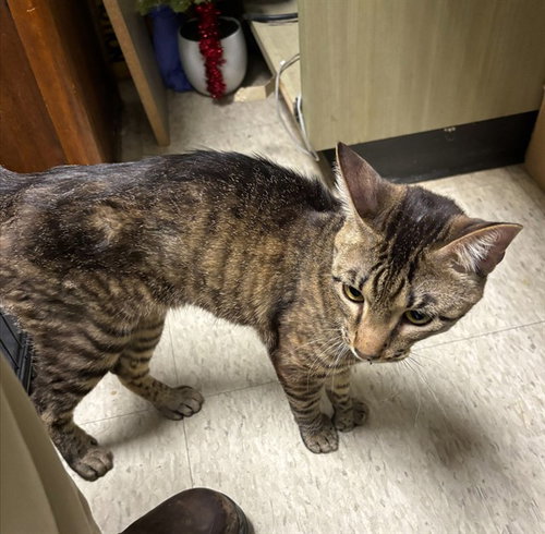 picture of the cat needing adoption