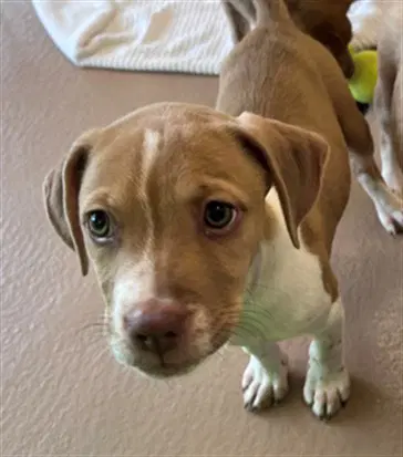 Forest - Pit Bull Terrier