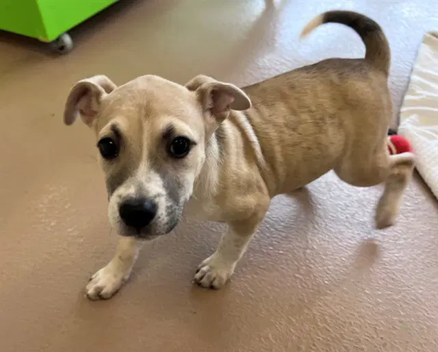 Kimmie - Pit Bull Terrier