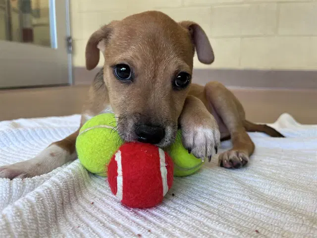 Tanner - Pit Bull Terrier