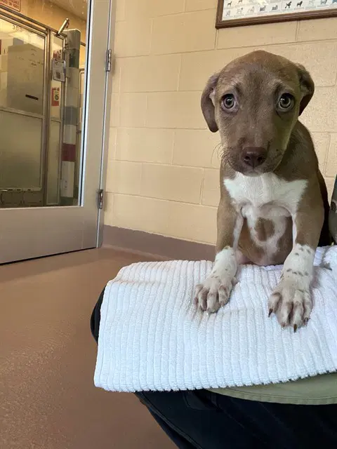 Sassy - Pit Bull Terrier