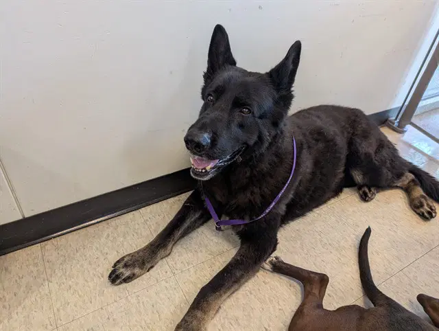 Zorro - German Shepherd Dog