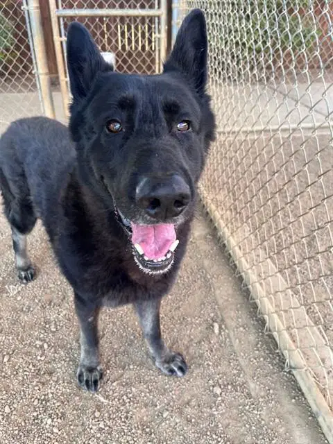 Zorro - German Shepherd Dog