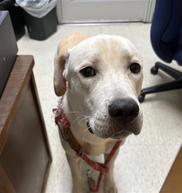 Gelato