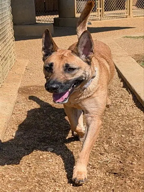 Mia - Belgian Shepherd Malinois