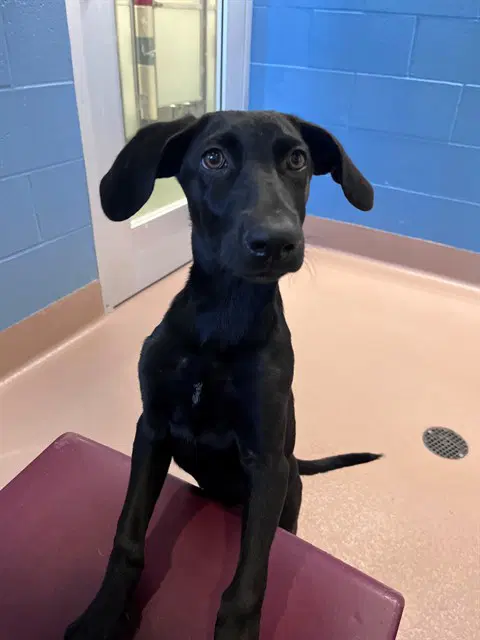 Unknown - Labrador Retriever
