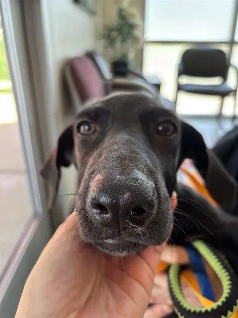 Unknown - Labrador Retriever