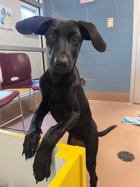 Unknown - Labrador Retriever