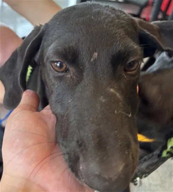 Unknown - Labrador Retriever