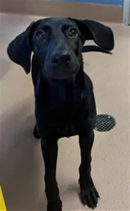 Unknown - Labrador Retriever