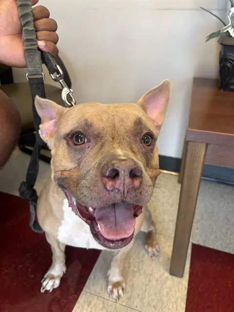 Latto - American Bulldog