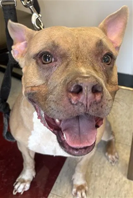 Latto - American Bulldog