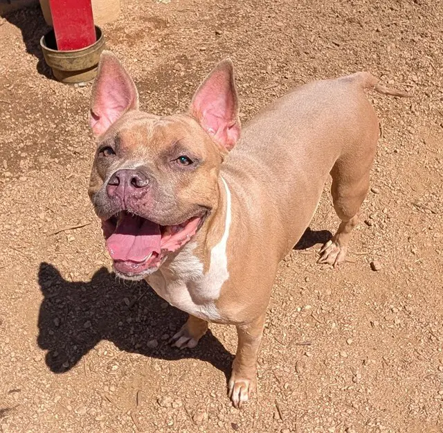 Latto - American Bulldog