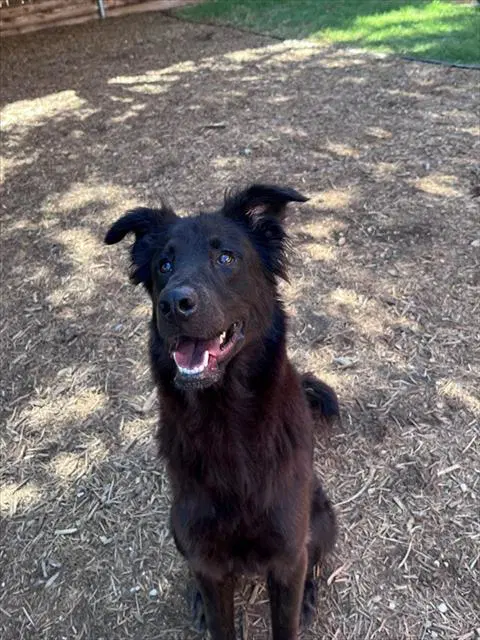 Chili - Flat-coated Retriever