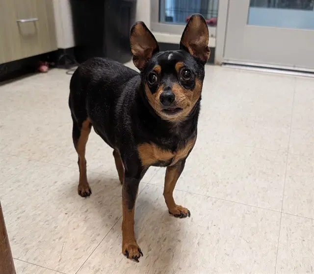 Bella - Miniature Pinscher