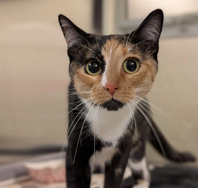 Luna